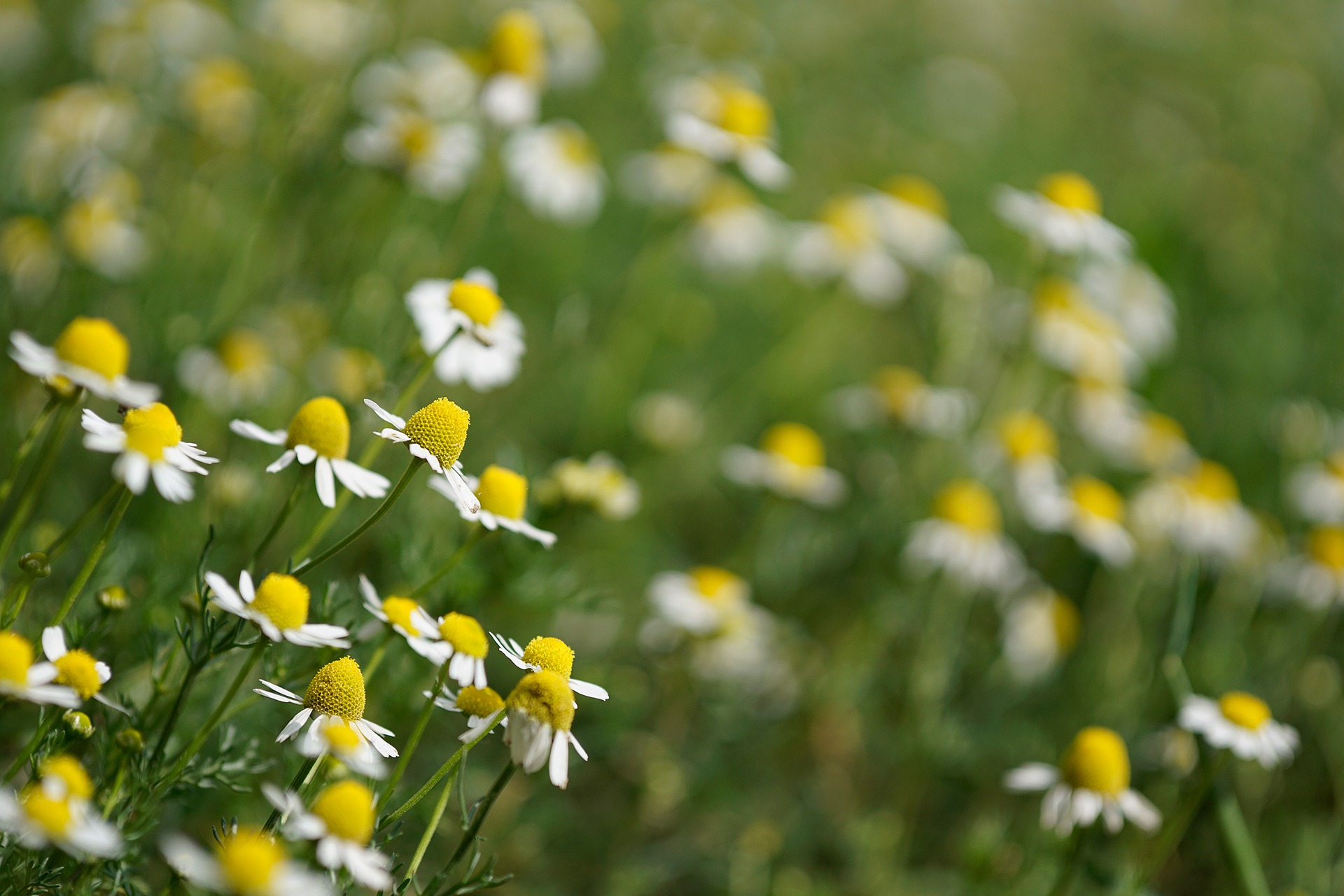 Chamomile – Finding the Light Within.