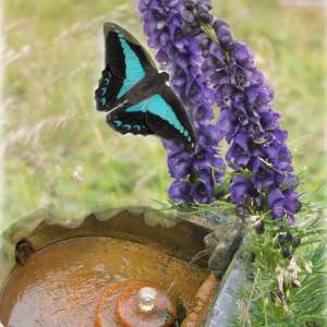 transition essence