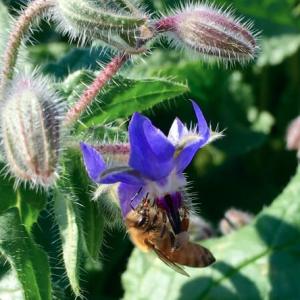 Borage