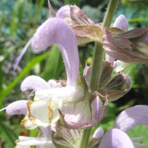 Clary Sage