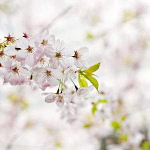 cherry-blossom