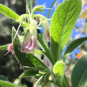 Comfrey