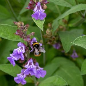 Sage flower