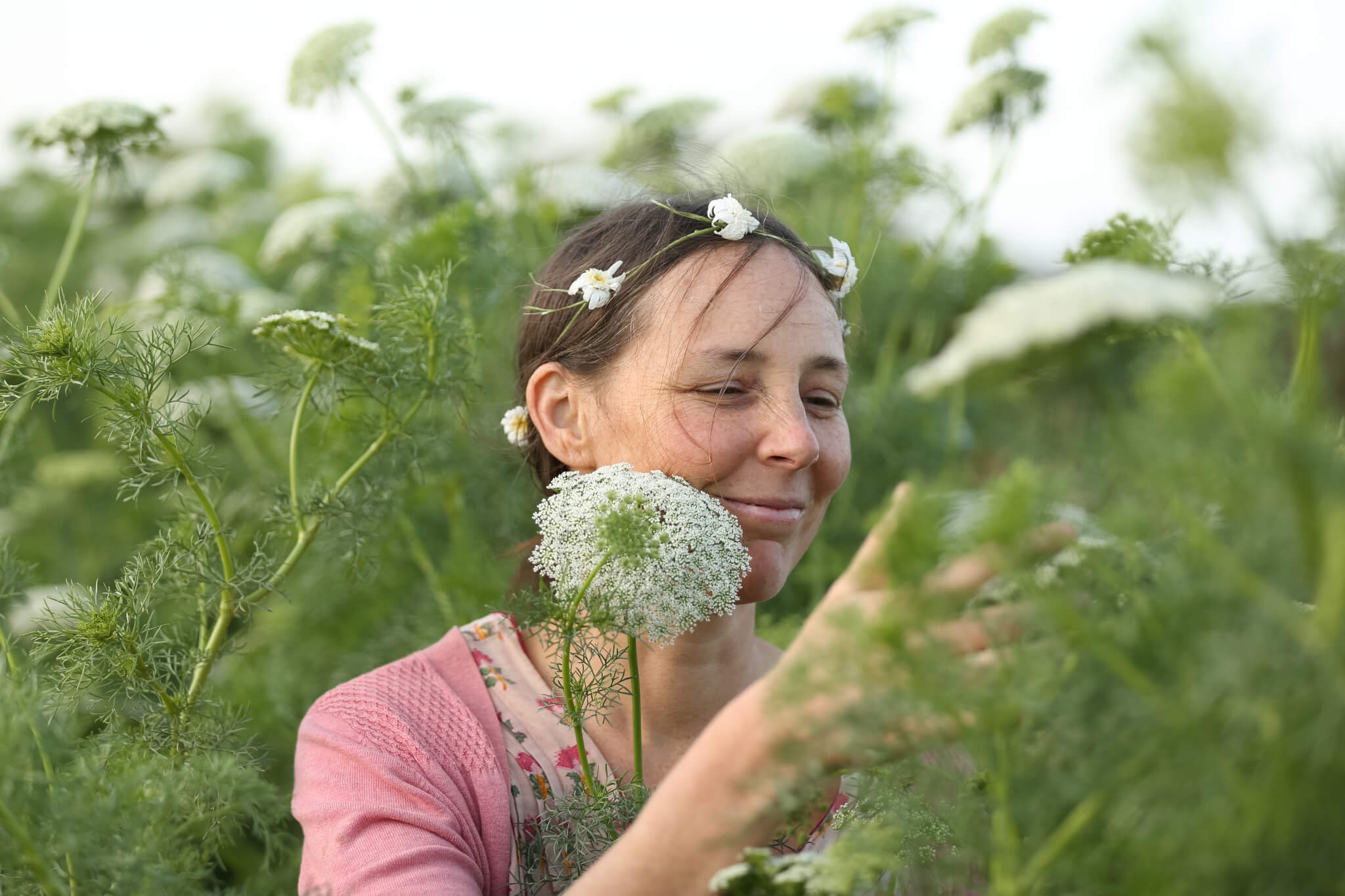 st annes lace, wildflowerwalker