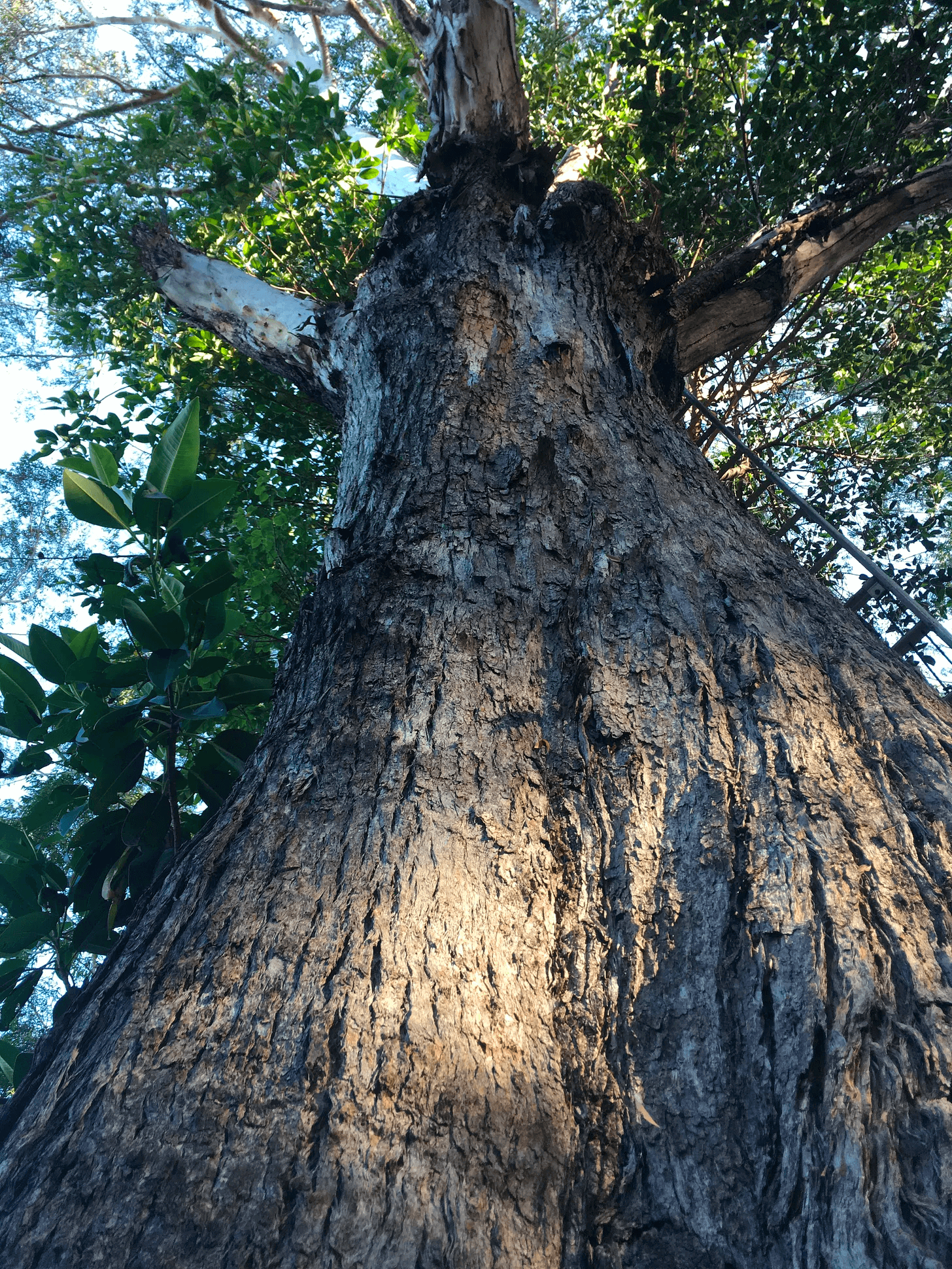 Eucalyptus – Plant Spirit Teachings
