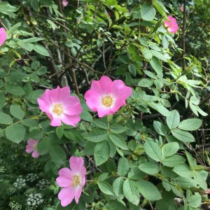 Wild Rose flower essence